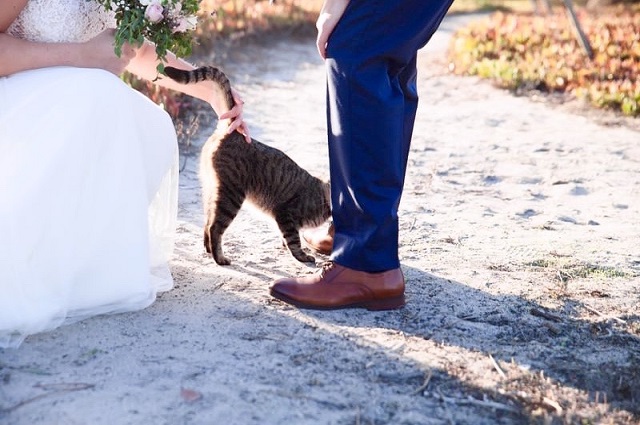 22 Wedding Registry Gifts Perfect for Pet Lovers, a married couple affectionately petting their cat.